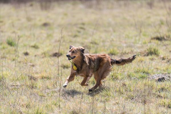 Trixie Jumper am Seil Hundespielzeug